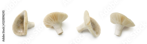 Russula cyanoxantha wild edible mushroom set isolated on white background 