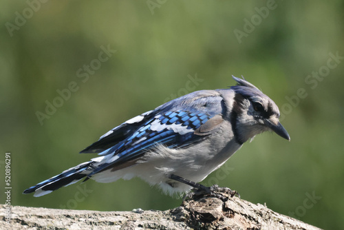 Blue Jays on branch in summer on windy day with treed background
