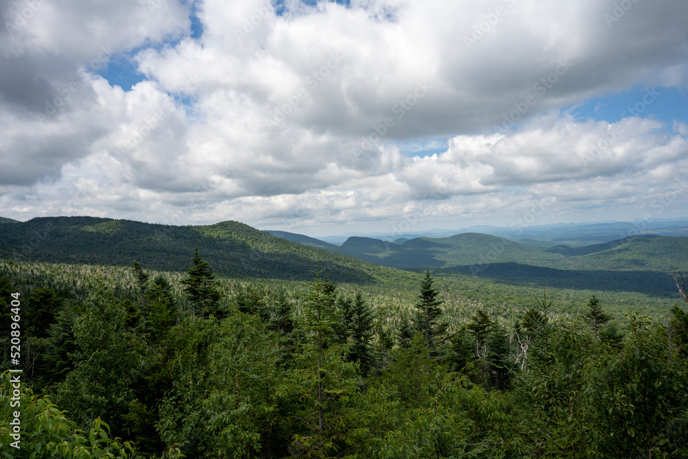 Forest in the Adirondacks Mountains