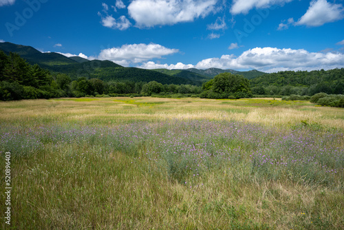 Flower glade at the edge of a forest in the Adirondack Mountains