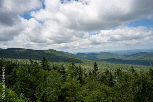 Forest in the Adirondacks Mountains