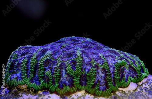 Fototapeta Naklejka Na Ścianę i Meble -  Coral favia grape. Pink and green favia brain coral. Undersea world. Life in a coral reef.