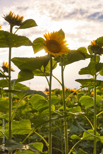 ひまわりと夕陽