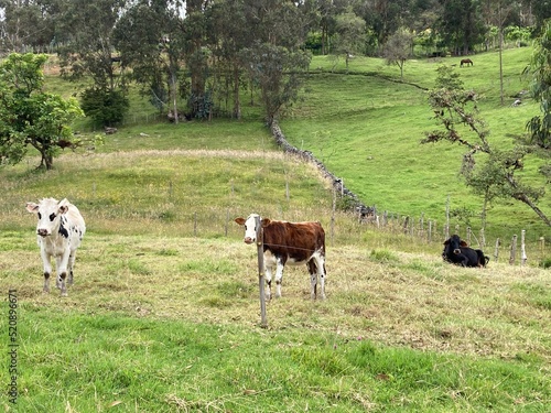 Tres vacas en el campo diferentes colores