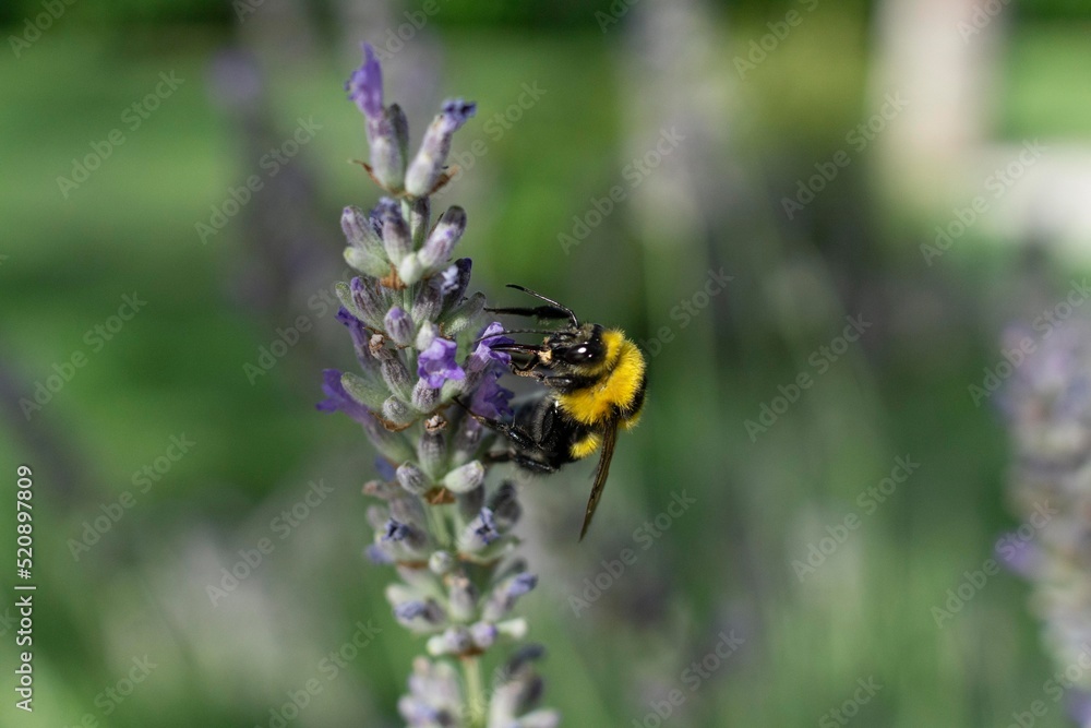 bee on a flower of lavender bee on a flower of lavender