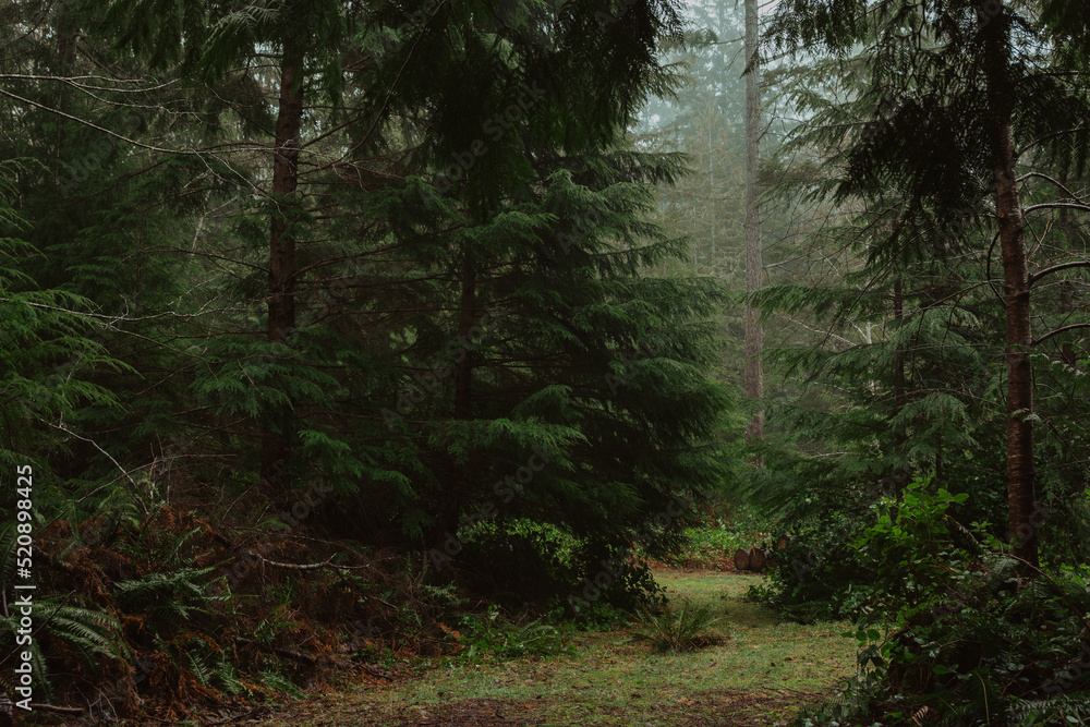 Trail through a foggy green forest