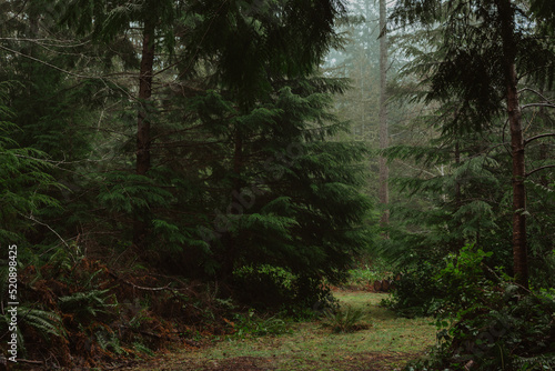 Trail through a foggy green forest