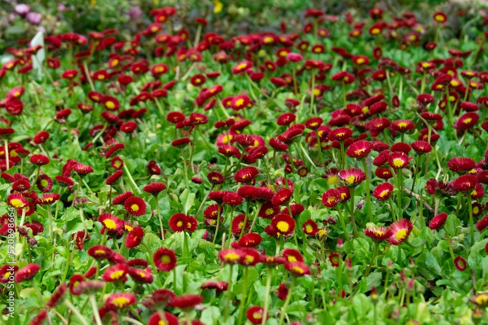 field of red flowers in a market