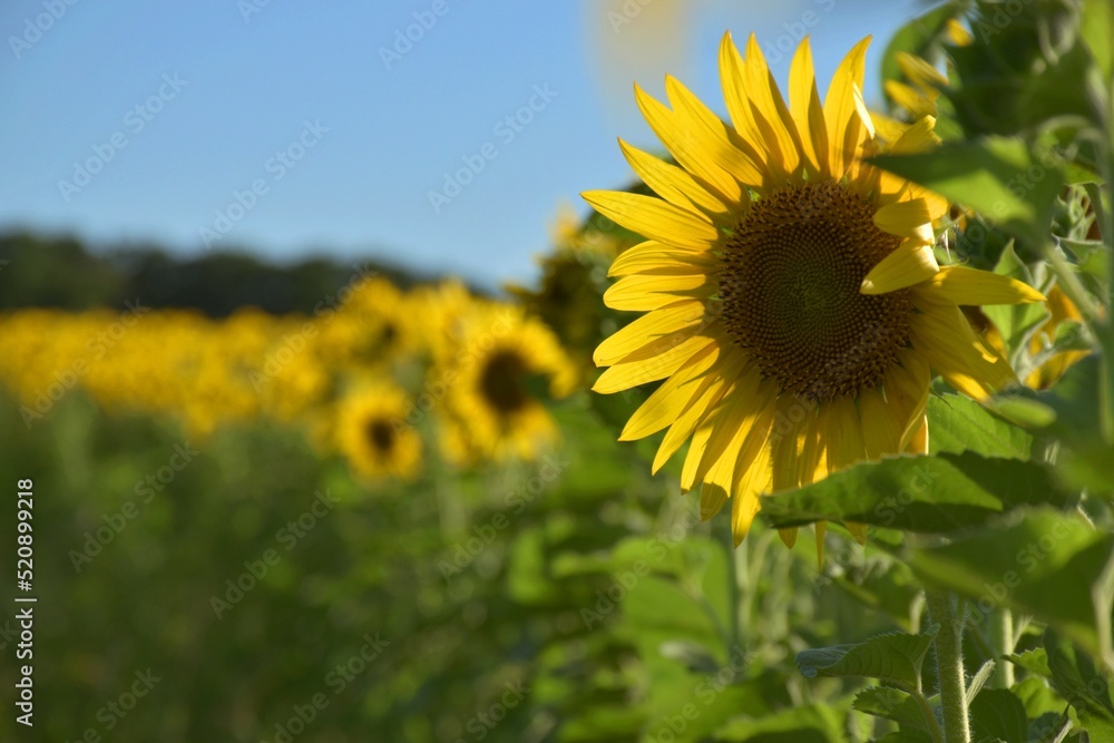 Beautiful summer landscape of green field with sunflowers sunny yellow under blue sky, blurred background. Beautiful summer landscape of green field with sunflowers sunny yellow under blue sky, blurred background.