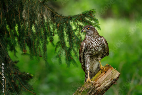 Hunting hawk in forest. Northern goshawk, Accipiter gentilis, perched on branch in spruce forest. Majestic raptor in wild spring nature. Beautiful noble bird with orange eyes. Hawk in natural habitat.