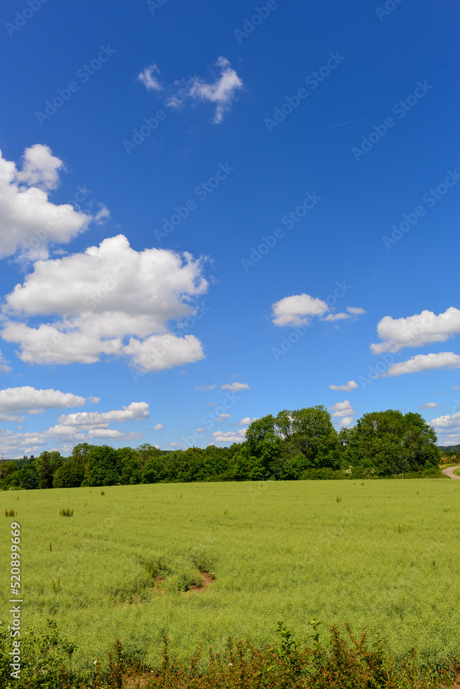 Kornfeld bei Engen im Landkreis Konstanz in Baden-Württemberg Kornfeld bei Engen im Landkreis Konstanz in Baden-Württemberg