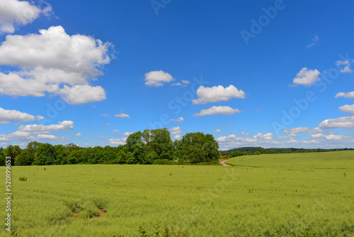 Kornfeld bei Engen im Landkreis Konstanz in Baden-Württemberg