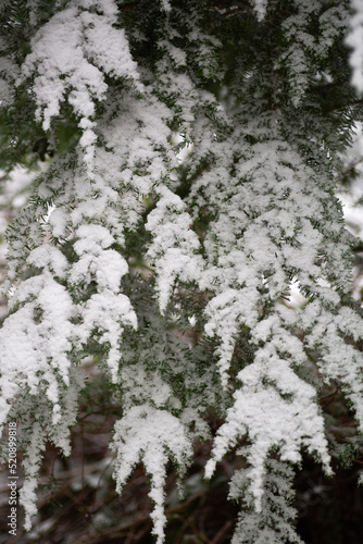 Snow on a pine branch in winter