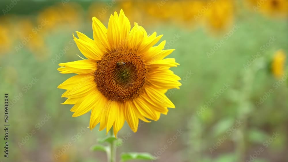 Bee sitting on the sunflower swaying in the wind. Close up. Blossoming field of flower seeds at backdrop in blur. Bee sitting on the sunflower swaying in the wind. Close up. Blossoming field of flower seeds at backdrop in blur.