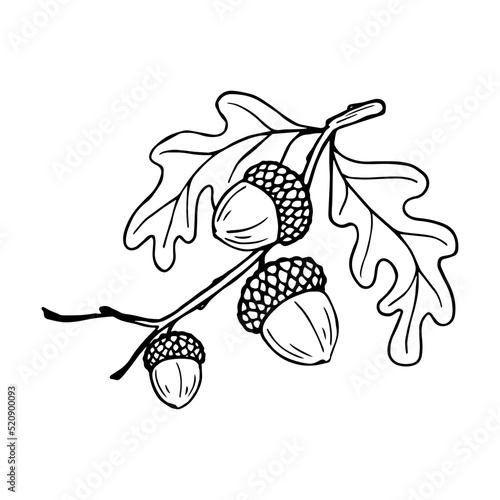 Graphic sketch of an oak tree branch with acorns.Vector graphics.
