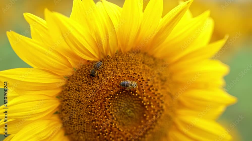 Two bees collecting nectar on the yellow seed flower. Honey insects working hard on the sunflower close up. Blurred backdrop. Two bees collecting nectar on the yellow seed flower. Honey insects working hard on the sunflower close up. Blurred backdrop.