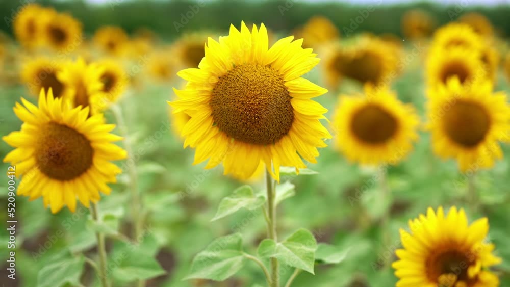Standing among the beautiful sunflower field in the season of its blossoming. Agricultural farmland of seed flowers at daytime. Blurred backdrop. Standing among the beautiful sunflower field in the season of its blossoming. Agricultural farmland of seed flowers at daytime. Blurred backdrop.