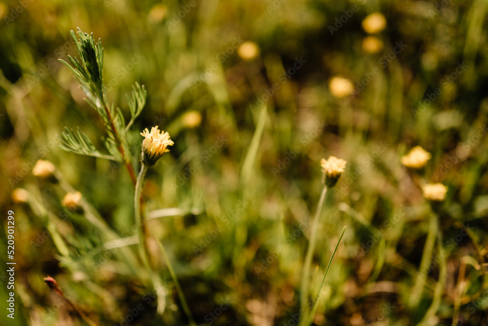 beautiful flowers on a summer meadow, amazing nature beautiful flowers on a summer meadow, amazing nature