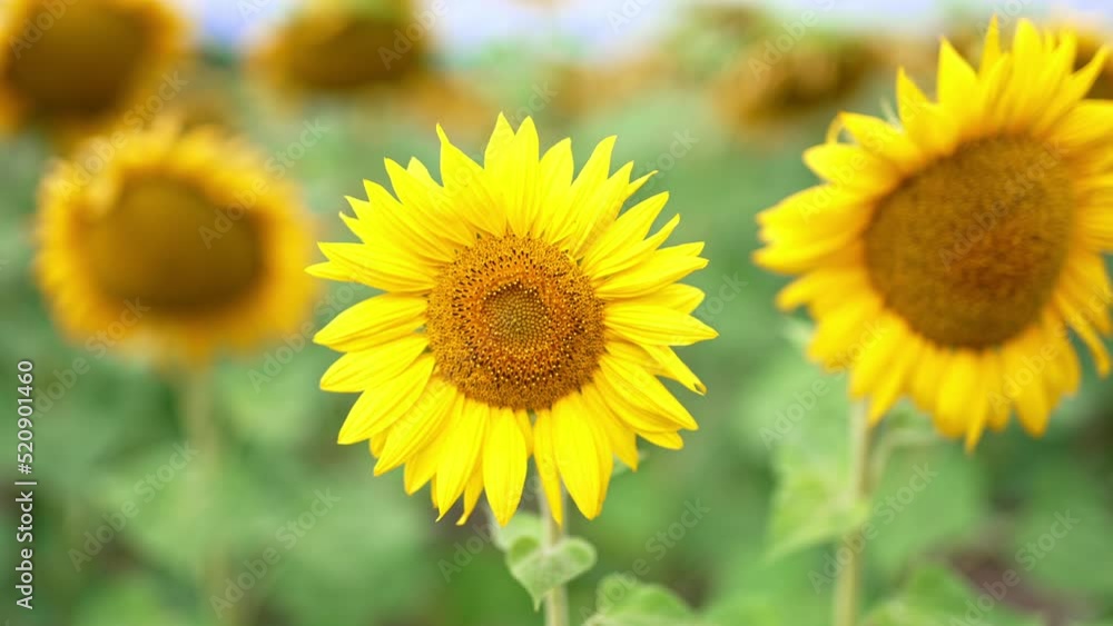 Beautiful sunflowers slowly moving in the wind. Big gorgeous seed flowers blossoming in the farmlands. Close up. Blurred backdrop. Beautiful sunflowers slowly moving in the wind. Big gorgeous seed flowers blossoming in the farmlands. Close up. Blurred backdrop.