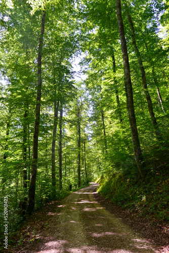 Wandern im Donautal bei Fridingen an der Donau  Baden-W  rttemberg 