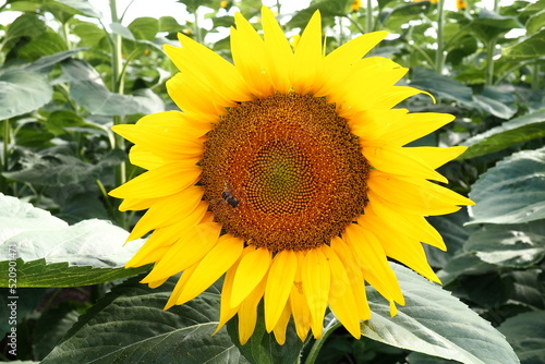 The Helianthus sunflower is a genus of plants in the Asteraceae family. Annual sunflower and tuberous sunflower. Agricultural field. Blooming bud with yellow petals. Furry leaves One big flower. Bee