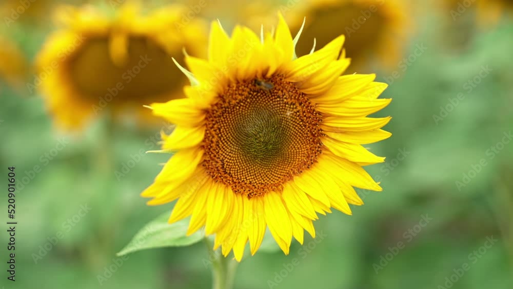 Hard-working bee crawling slowly over the seed flower. Beautiful blossoming sunflower in the field. Close up. Blurred backdrop. Hard-working bee crawling slowly over the seed flower. Beautiful blossoming sunflower in the field. Close up. Blurred backdrop.
