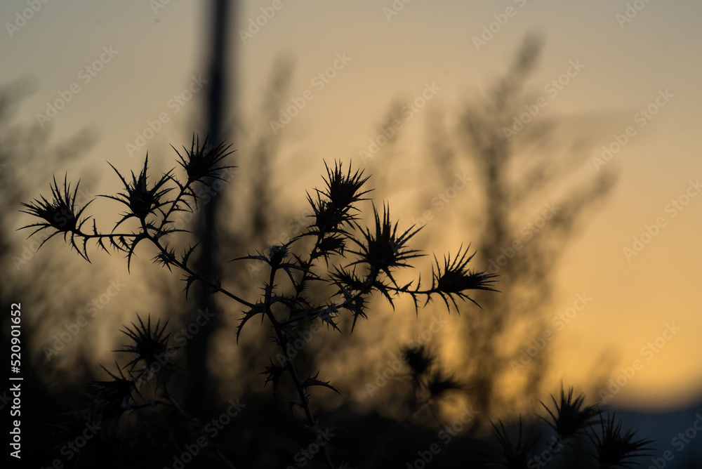landscape in the shadows of a sunset, clear sky landscape in the shadows of a sunset, clear sky