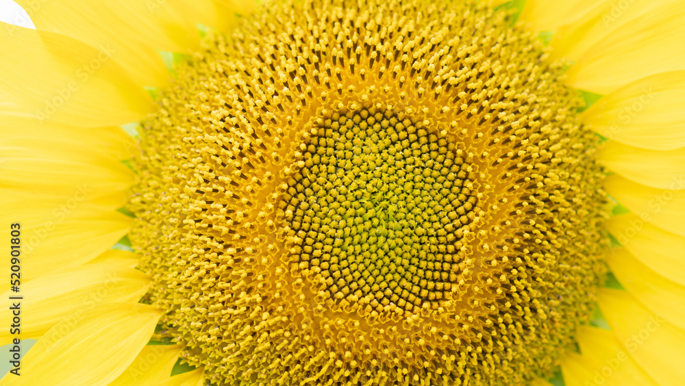 Sunny background of sunflower stamens. Blooming sunflower. Sunflower close-up, macro. Sunflowers symbolize adoration, fidelity and longevity. Sunny background of sunflower stamens. Blooming sunflower. Sunflower close-up, macro. Sunflowers symbolize adoration, fidelity and longevity.