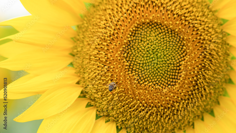 Obraz premium A bee with nectar on its paws flies to a sunflower. In summer, a bumblebee and a bee on a sunflower collect nectar. A bee and a bumblebee on a sunflower bloom in an agricultural field, close-up.