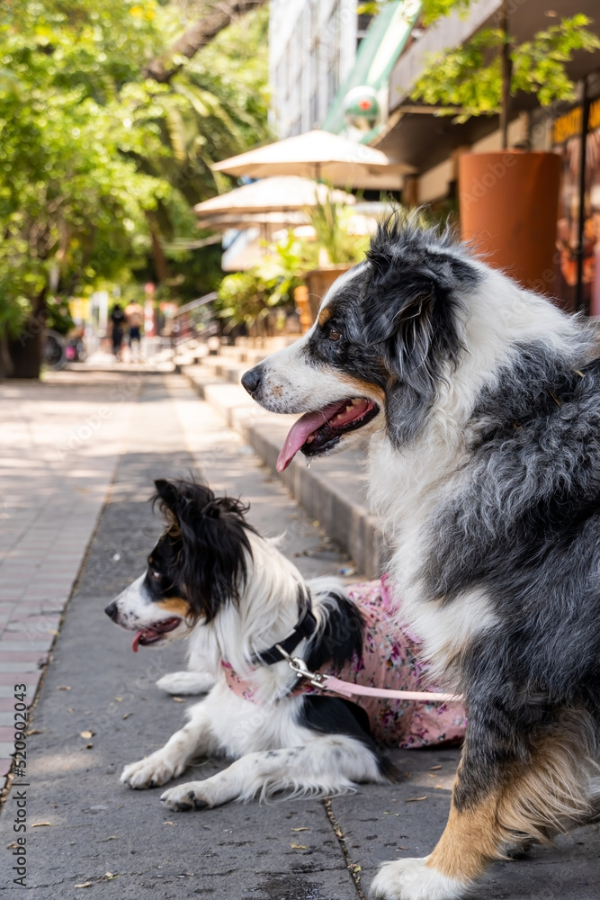 two dogs together. Happy Border Collie on the street watching people passing