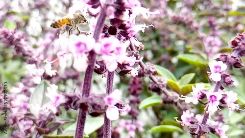 Bee pollinating basil flowers in an organic garden illuminated by natural sunlight outdoors. Space for relaxation and meditation.