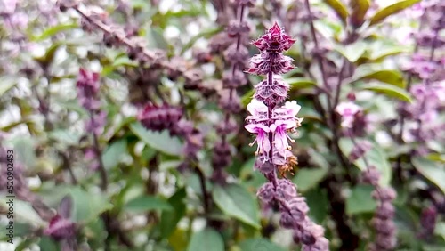 Bee pollinating basil flowers in an organic garden illuminated by natural sunlight outdoors. Space for relaxation and meditation.