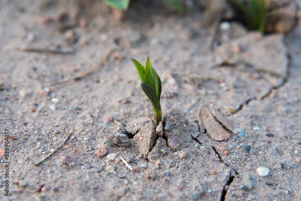 autochthonous vegetation growing in sandy soil autochthonous vegetation growing in sandy soil