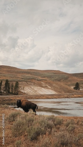 bison at Yellowstone National Park on a cloudy day