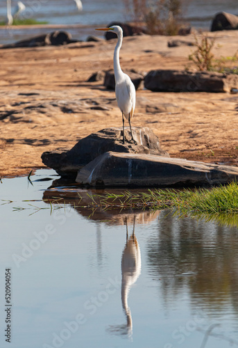 Bird of the Brazilian fauna, native to the São Francisco River.