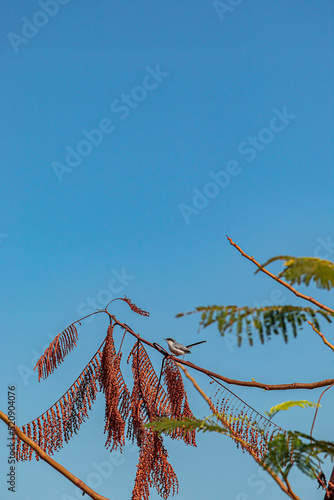 Bird of the Brazilian fauna, native to the São Francisco River.