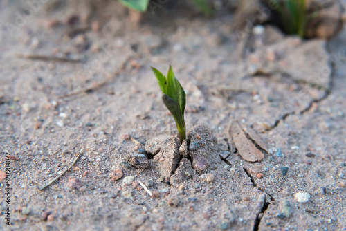 autochthonous vegetation growing in sandy soil