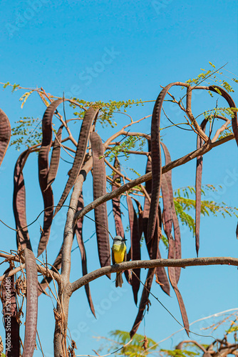 Bird of the Brazilian fauna, native to the São Francisco River.