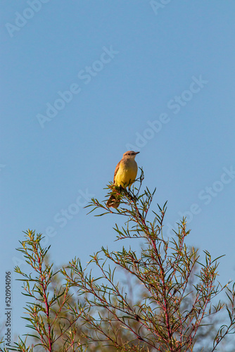 Bird of the Brazilian fauna, native to the São Francisco River.