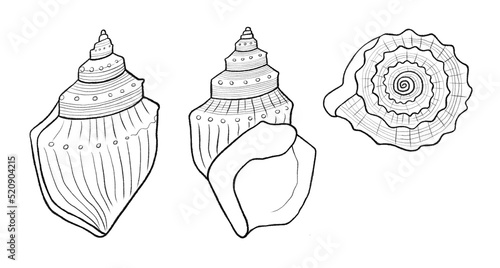 Ostrich Foot Conch Seashell, Family Struthiolariidae, Takai (Maori name), found in New Zealand, Australia, South America and Antarctica in shallow waters by the ocean. Black outline illustration.