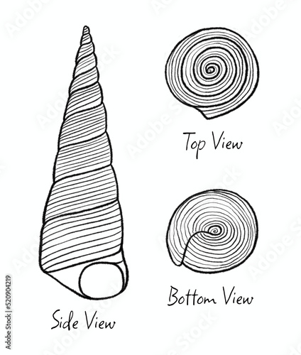 Screw Seashell, Maoricolpus Roseus (scientific name), Family Turritellidae, found in New Zealand and Australian beaches. Black outline illustration.