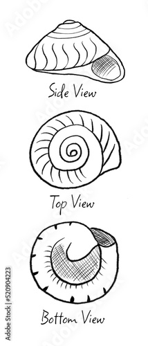 New Zealand Wheel Seashell, Zethalia Zelandica (scientific name), Family Trochidae, found on sandy ocean shores. Black outline illustration.