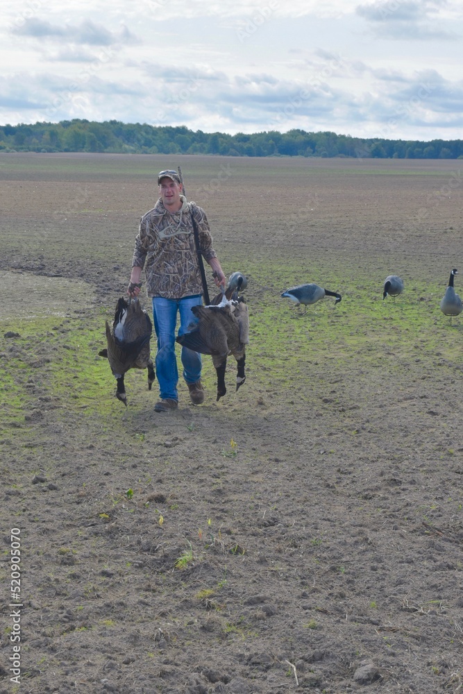 A waterfowl hunter retrieving Canada geese A waterfowl hunter retrieving Canada geese
