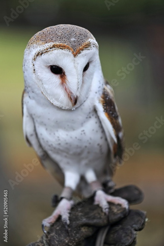 Barn owl-most widespread species of owl in the world. Brisbane-Australia-088