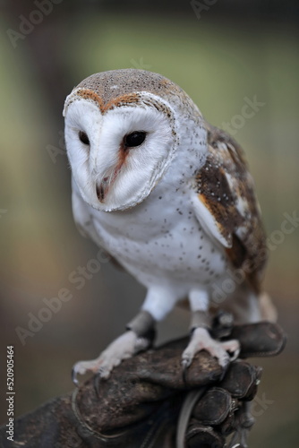 Barn owl-most widespread species of owl in the world. Brisbane-Australia-091