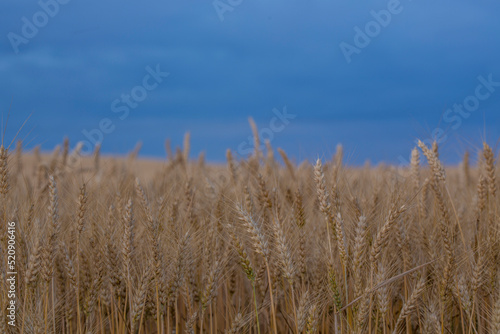 field of golden wheat under cold blue cloudy sky