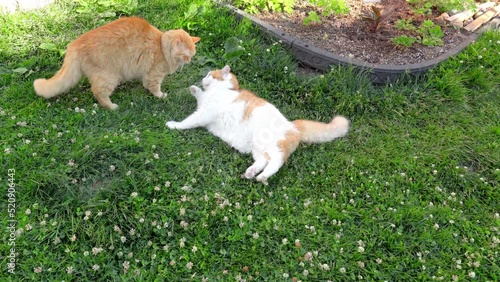 Brothers cat games on the lawn