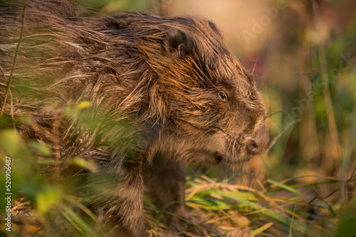 Close up of European beaver staing on the coast directing to water surface with warm around photo