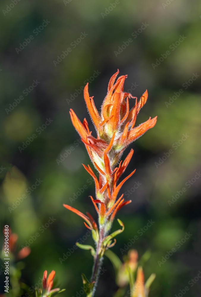 Indian Paintbrush flower in bright sunlight, against a soft blurry background. Rocky Mountains, Colorado Indian Paintbrush flower in bright sunlight, against a soft blurry background. Rocky Mountains, Colorado