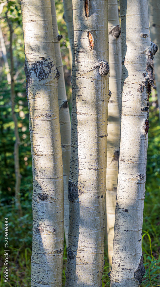 Aspen and spruce trees in the meadow along South Chicago creek and Hefferman Gulch road near Echo Lake Park in Colorado Aspen and spruce trees in the meadow along South Chicago creek and Hefferman Gulch road near Echo Lake Park in Colorado
